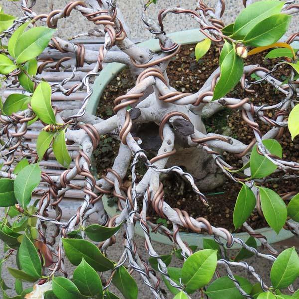 camelia_bonsai_tree_wiring_grande